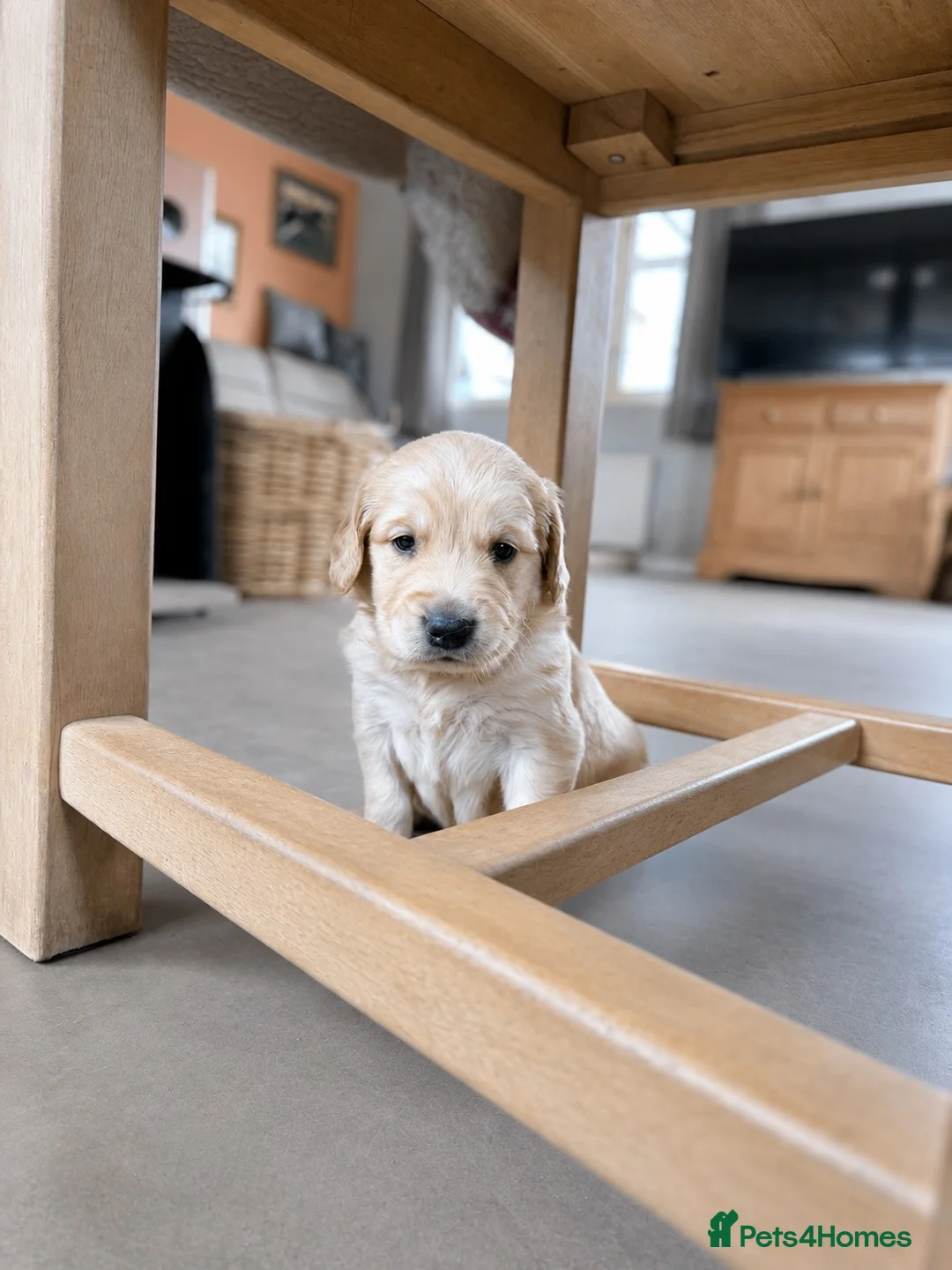 Goldador dogs for sale: Spangolds - 3/4 golden retriever 1/4 ESS  - Advert 2