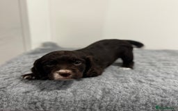 Cocker Spaniel dogs for sale: 4 beautiful cocker spaniel pups for sale - Image 9