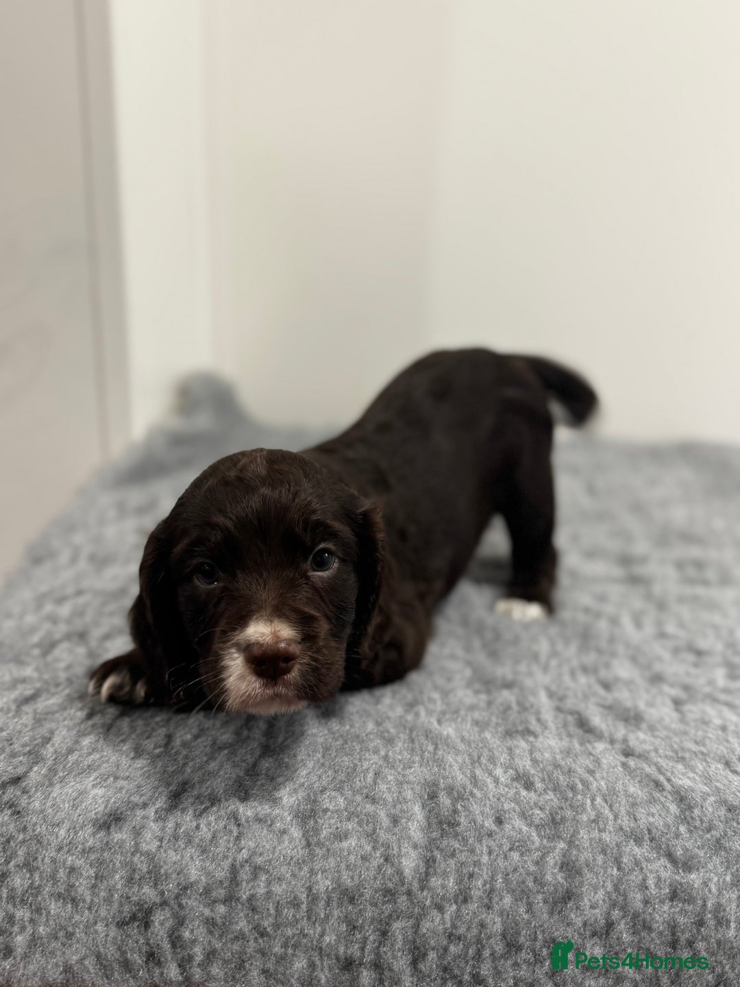 Cocker Spaniel dogs for sale: 4 beautiful cocker spaniel pups for sale - Image 9
