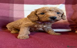 Labradoodle dogs for sale: Adorable Miniature Labradoodle F1bb Puppies🤩 - Image 6