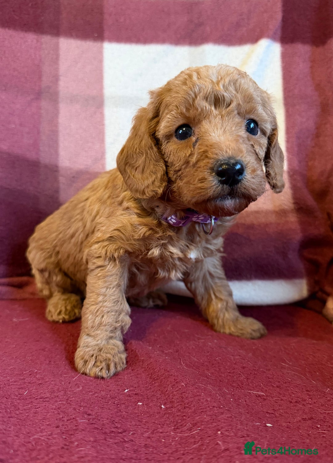 Labradoodle dogs for sale: Adorable Miniature Labradoodle F1bb Puppies🤩 - Image 6