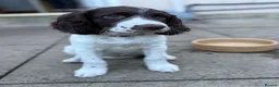English Springer Spaniel dogs for sale: *Only 1 stunning boy left*KC English Springer - Advert 14