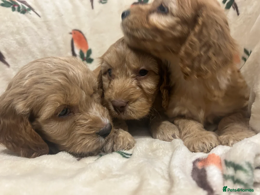 Cockapoo dogs for sale: Beautiful Red Cockerpoo Puppies - Advert 11