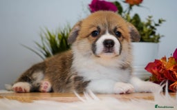 Welsh Corgi Pembroke dogs for sale: Welsh Corgi (Pembroke) - Image 27