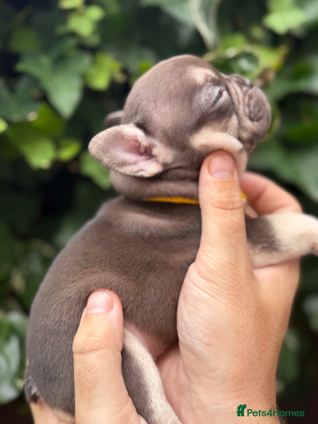 French Bulldog dogs for sale: French bulldog puppies for sale - Image 11
