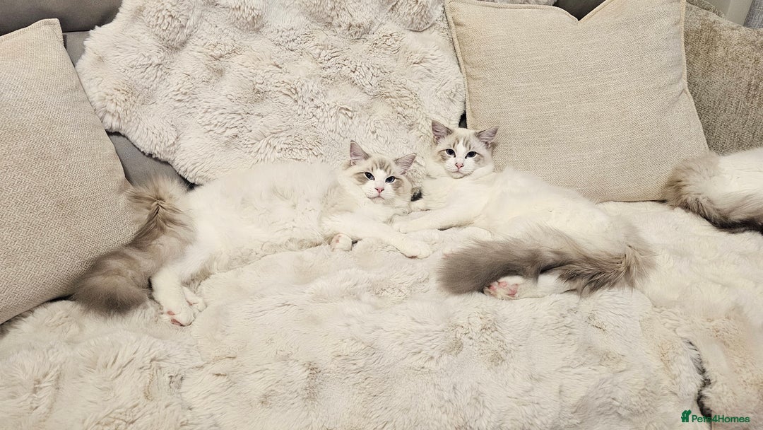 Ragdoll cats for sale: Pedegree Active Gccf 2 boys left  - Advert 1
