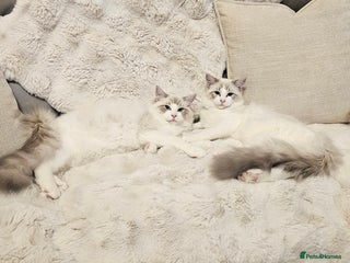 Ragdoll cats Pedegree Active Gccf massive boys left - Advert 18