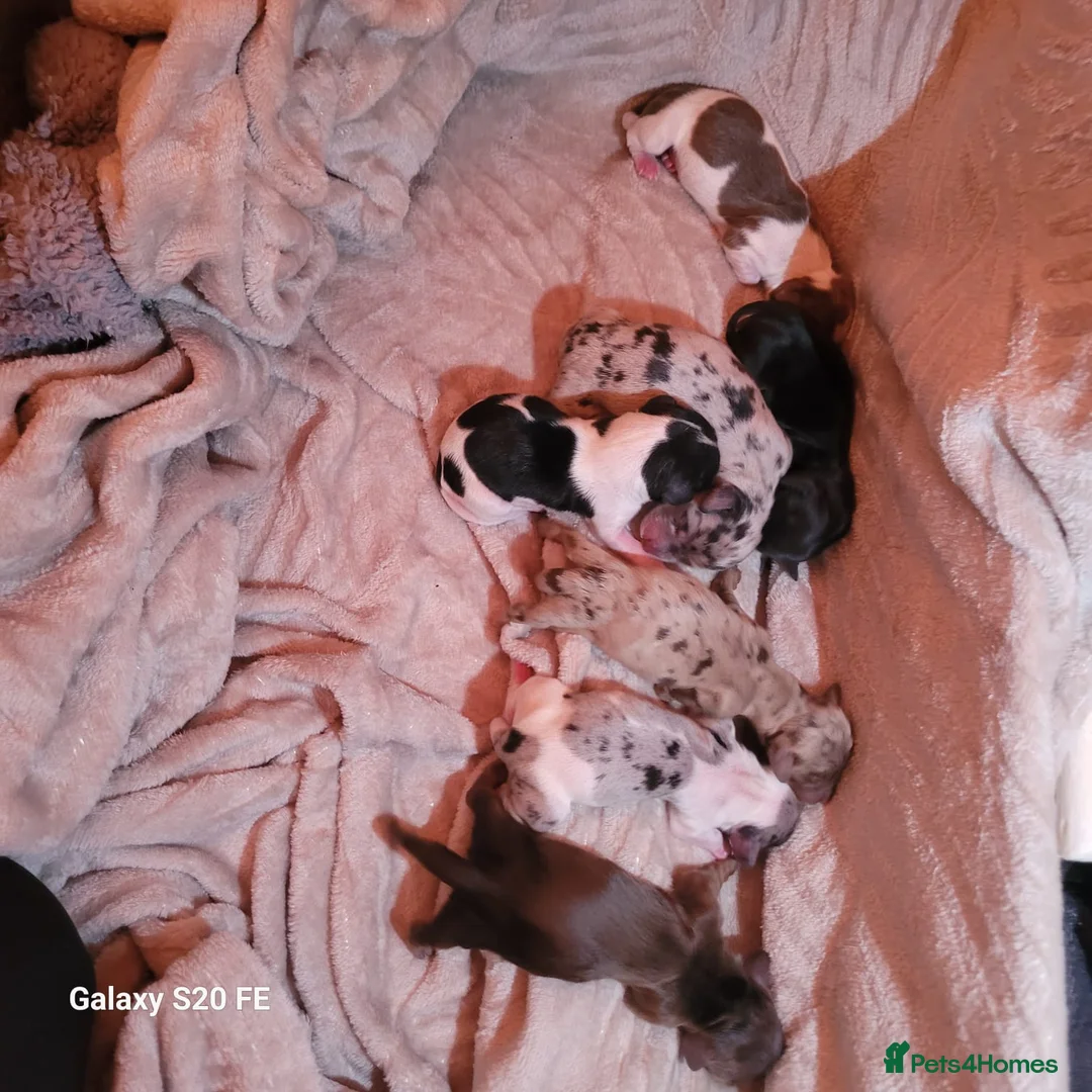 Miniature Dachshund dogs for sale: KC Reg Long-Haired Miniature Dachshund Puppies  - Advert 14