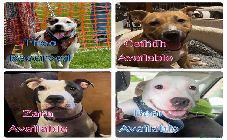 Staffordshire Bull Terrier dogs - Advert 10