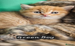 British Shorthair cats for sale: BSH GOLDEN KITTENS - Advert 24