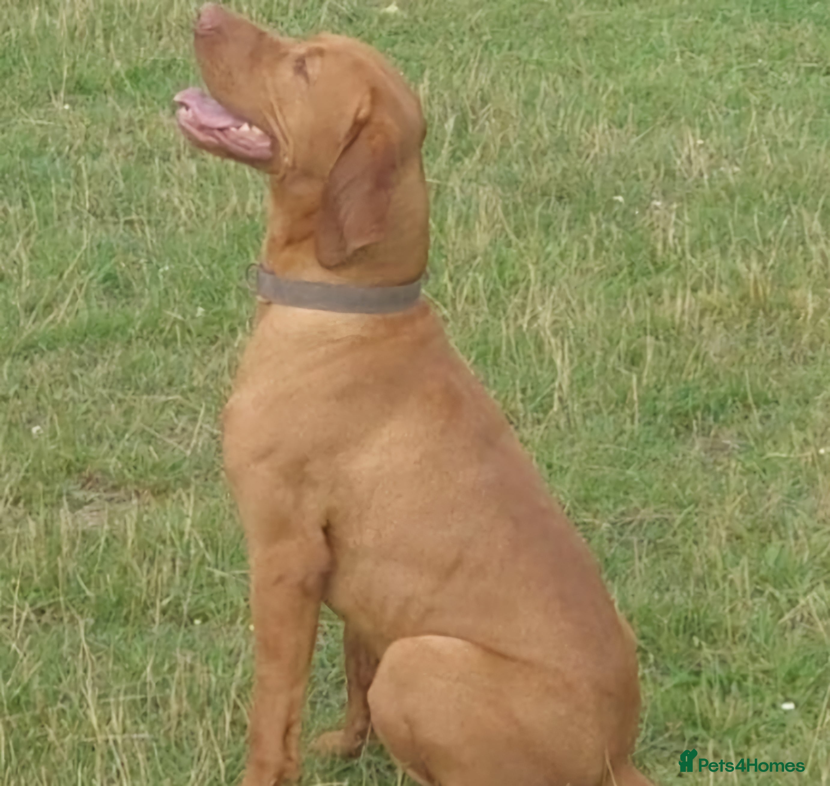 Hungarian Vizsla dogs Imported Proven KC Stud – Vadaszfai Csete  in Evesham - Advert 4