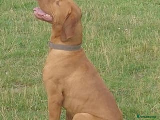Hungarian Vizsla dogs Imported Proven KC Stud – Vadaszfai Csete in Evesham - Advert 5