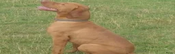 Hungarian Vizsla dogs for stud: Imported Proven KC Stud – Vadaszfai Csete  in Evesham - Advert 1