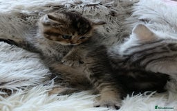 British Shorthair cats for sale: British Shorthair kittens - Image 7