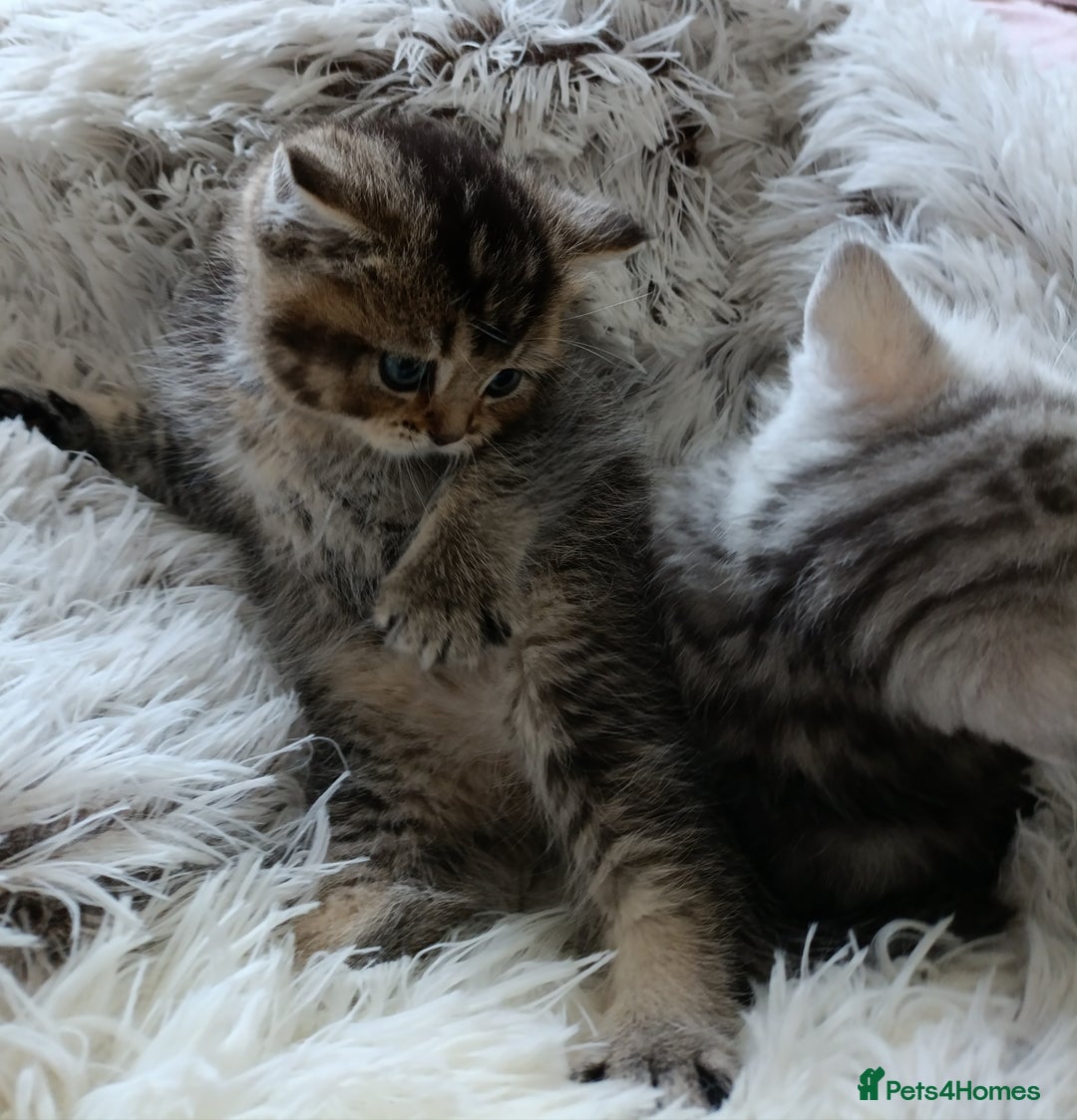 British Shorthair cats for sale: British Shorthair kittens - Image 7