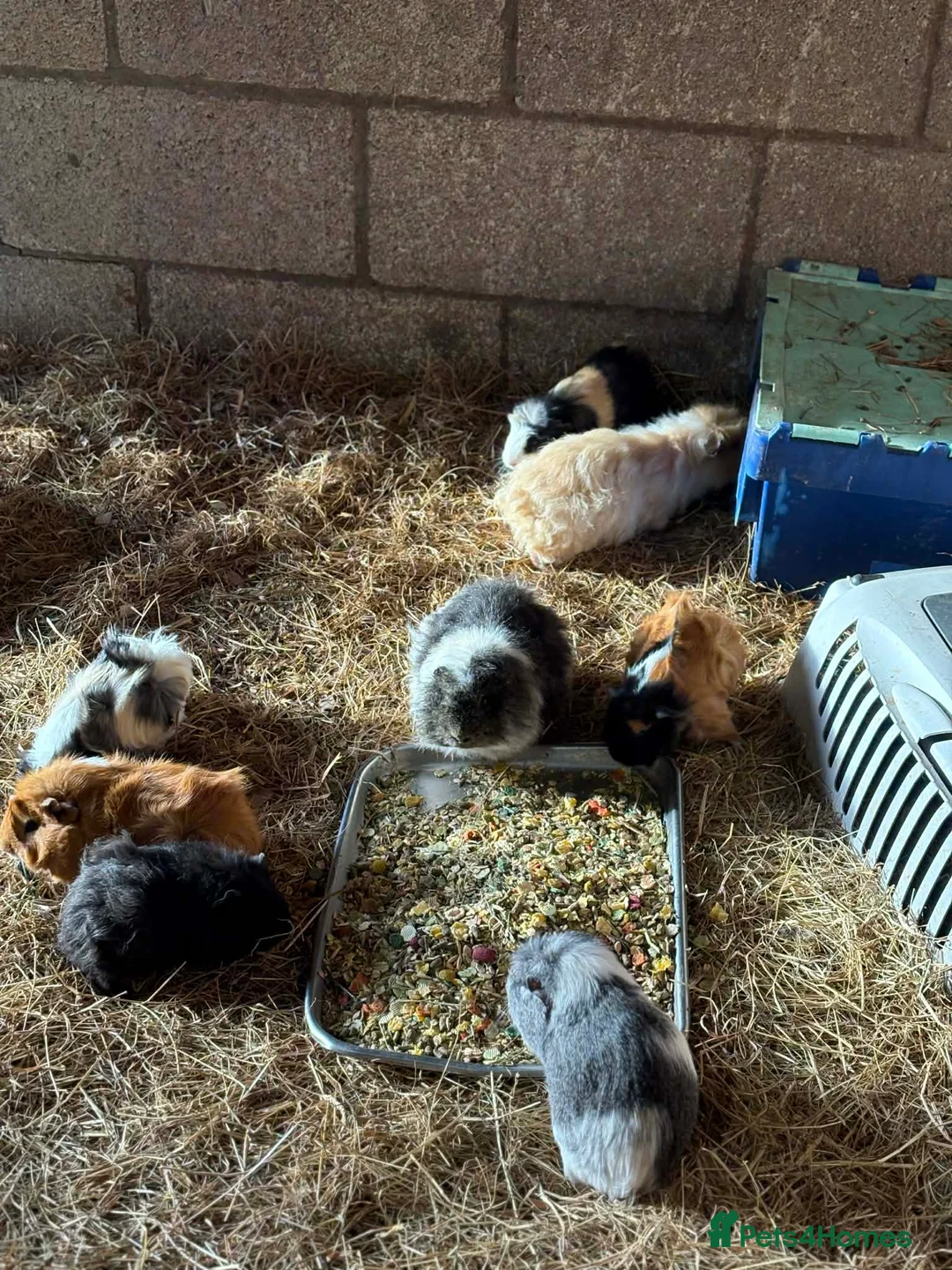 Mixed Breed rabbits for sale: £20 for 2.£15 each rabbit/ pigs , males only  - Advert 4