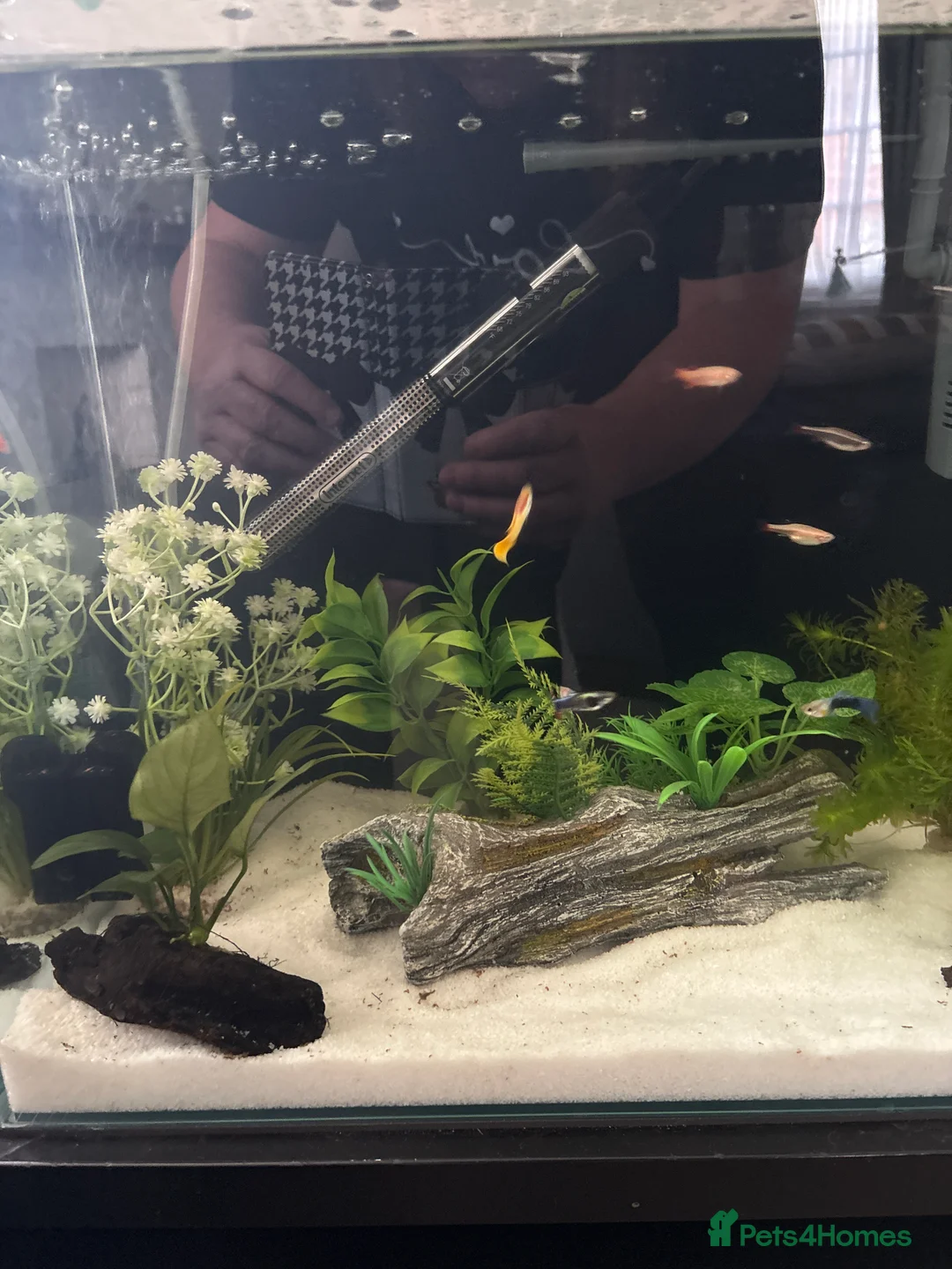 Other/Mixed Breed fish for sale: Fish with aquarium FULL SET UP  in London - Advert 3