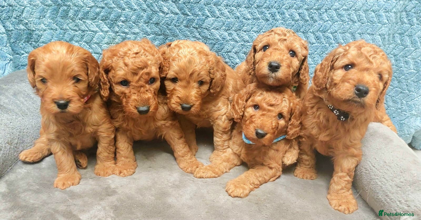 Cockapoo dogs Happy,healthy pups,F1b cockapoo,DNA tested parents - Advert 1