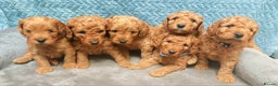 Cockapoo dogs for sale: Happy,healthy pups,F1b cockapoo,DNA tested parents - Advert 1