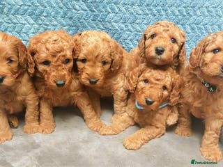 Cockapoo dogs Happy,healthy pups,F1b cockapoo,DNA tested parents - Advert 1