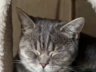 British Shorthair cats Blue spotted British shorthair - Advert 2