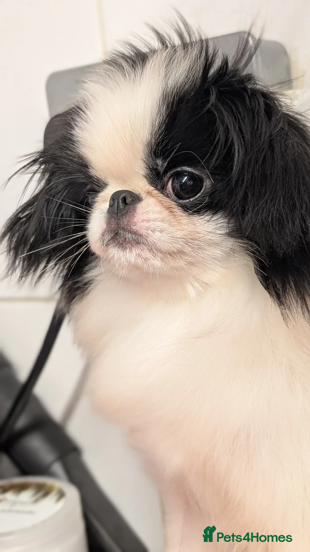 Japanese Chin dogs for sale: Japanese chin puppy bitch for sale  - Advert 1