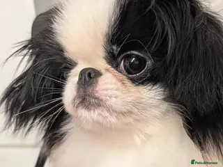 Japanese Chin dogs Japanese chin puppy bitch for sale - Advert 8