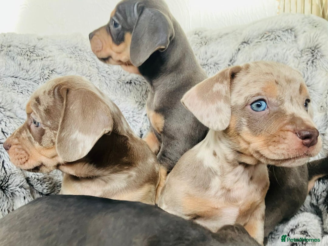 Mixed Breed dogs for sale: Bulldog x Mini Dachshund Puppies - Advert 19