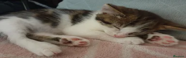 Male Kitten 1