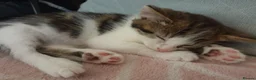 Mixed Breed cats for sale: Beautiful Male Kittens  - Advert 14