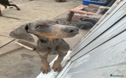 Dobermann dogs for sale: Euro Bred Doberman Blue & Fawn!! - Image 2