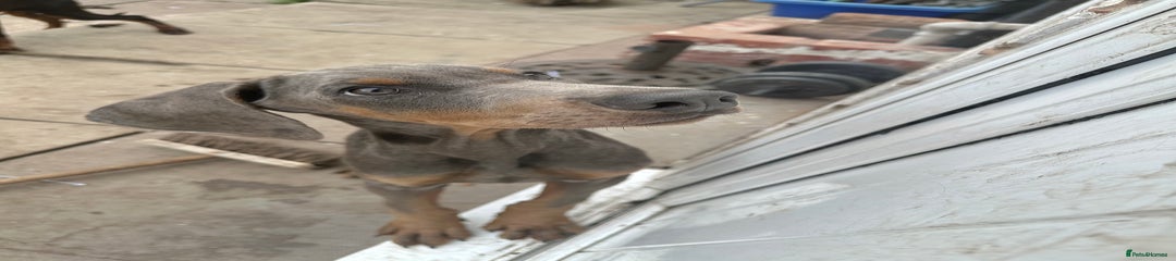 Dobermann Puppy 3