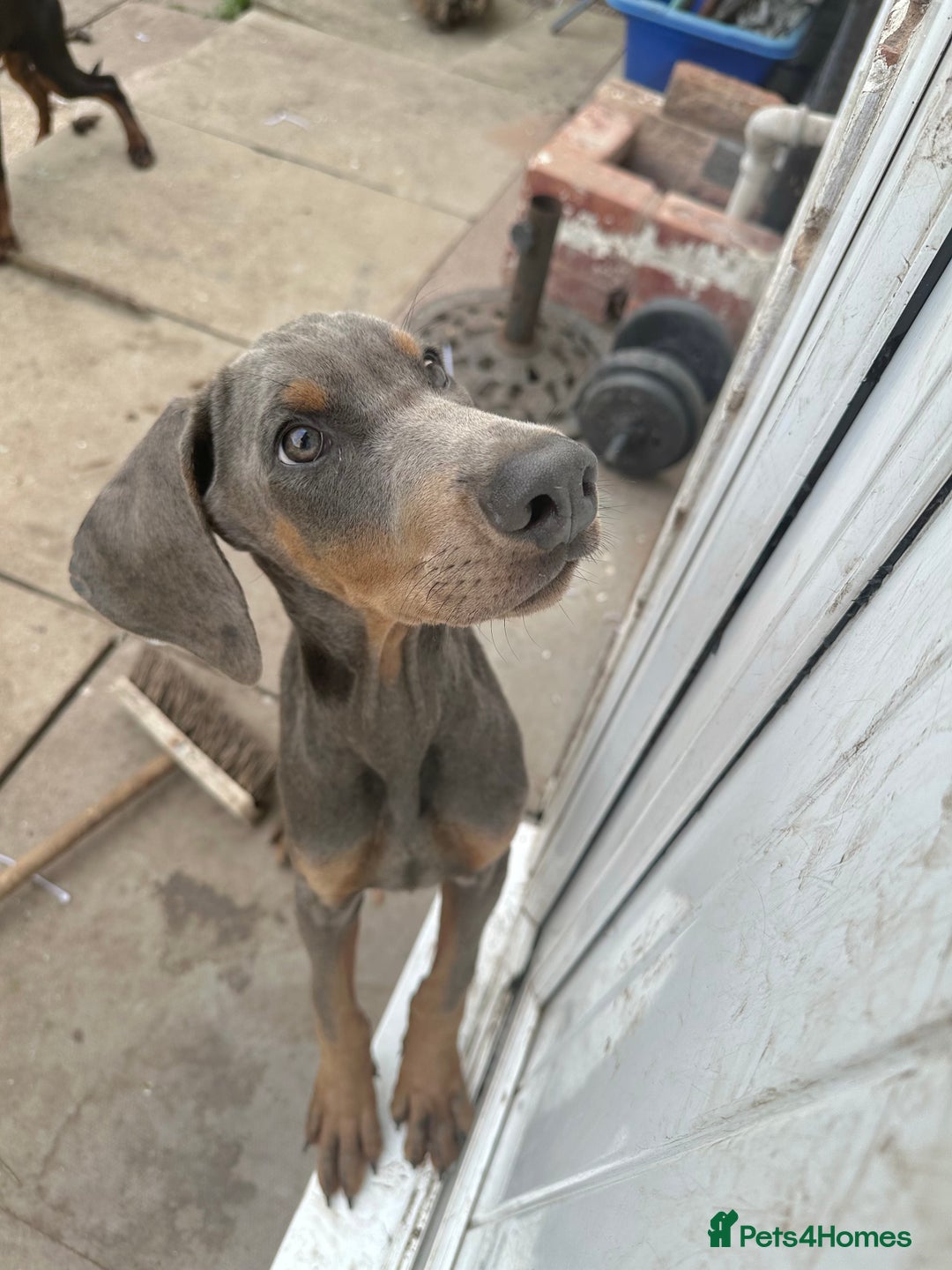 Dobermann dogs for sale: Euro Bred Doberman Blue & Fawn!! - Image 2