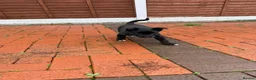 Mixed Breed dogs for sale: Socks in London - Advert 15