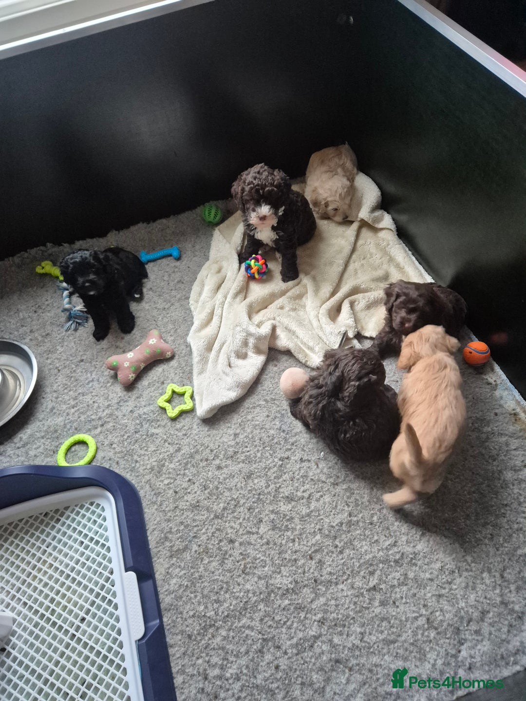 Labradoodle dogs for sale: Stunningly adorable f2b labradoodles! - Advert 17