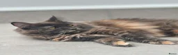 Maine Coon cats for sale: Maine Coon - Advert 1
