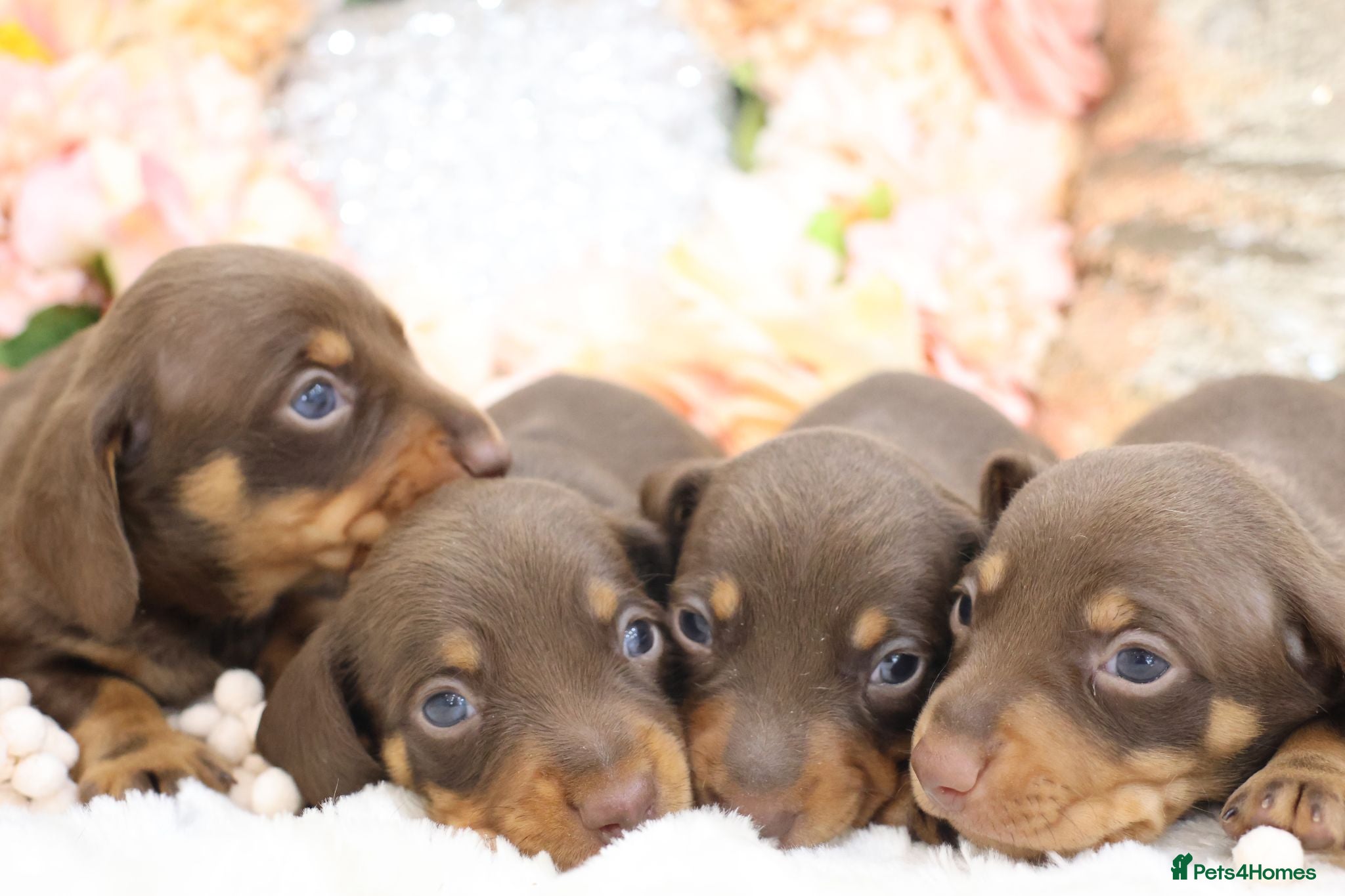 Miniature Dachshund dogs KC Miniature Dachshund Puppies - Advert 2