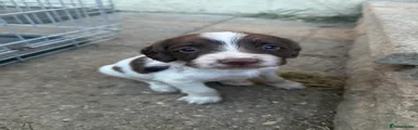 English Springer Spaniel 2