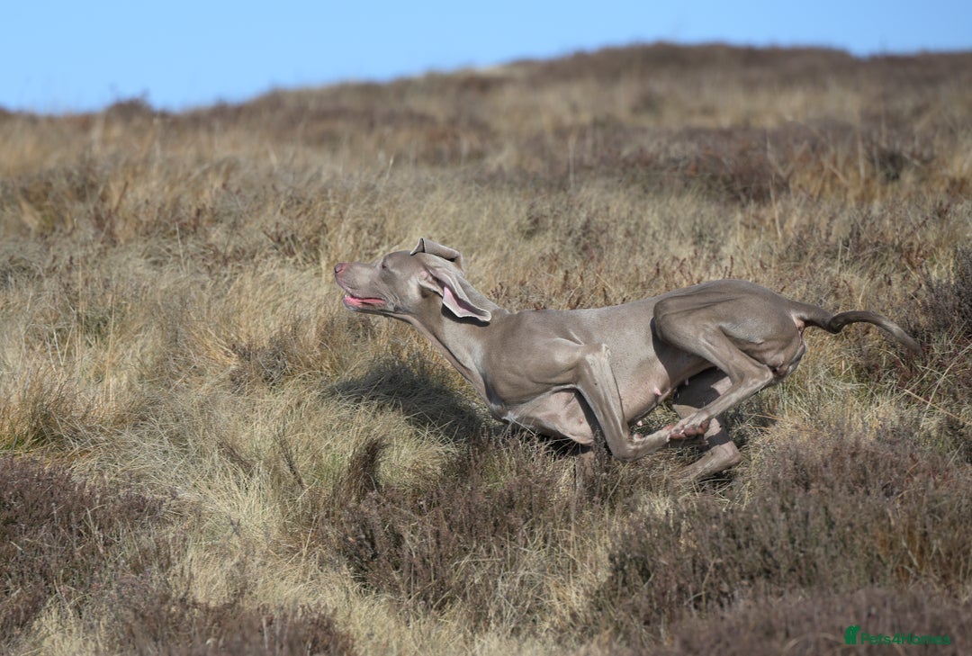 Weimaraner dogs for sale: 1 boy unexpectedly available from a super litter - Image 5