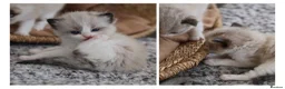 Ragdoll cats for sale: Tica Registered 💎 Ragdoll Kittens - Advert 12