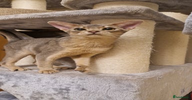 Abyssinian cats Beautiful blue boy 💙 - Advert 1