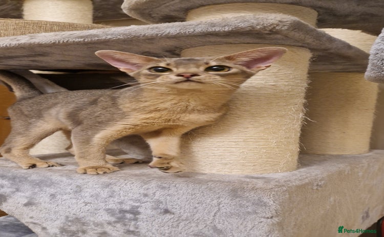 Abyssinian cats - Advert 1