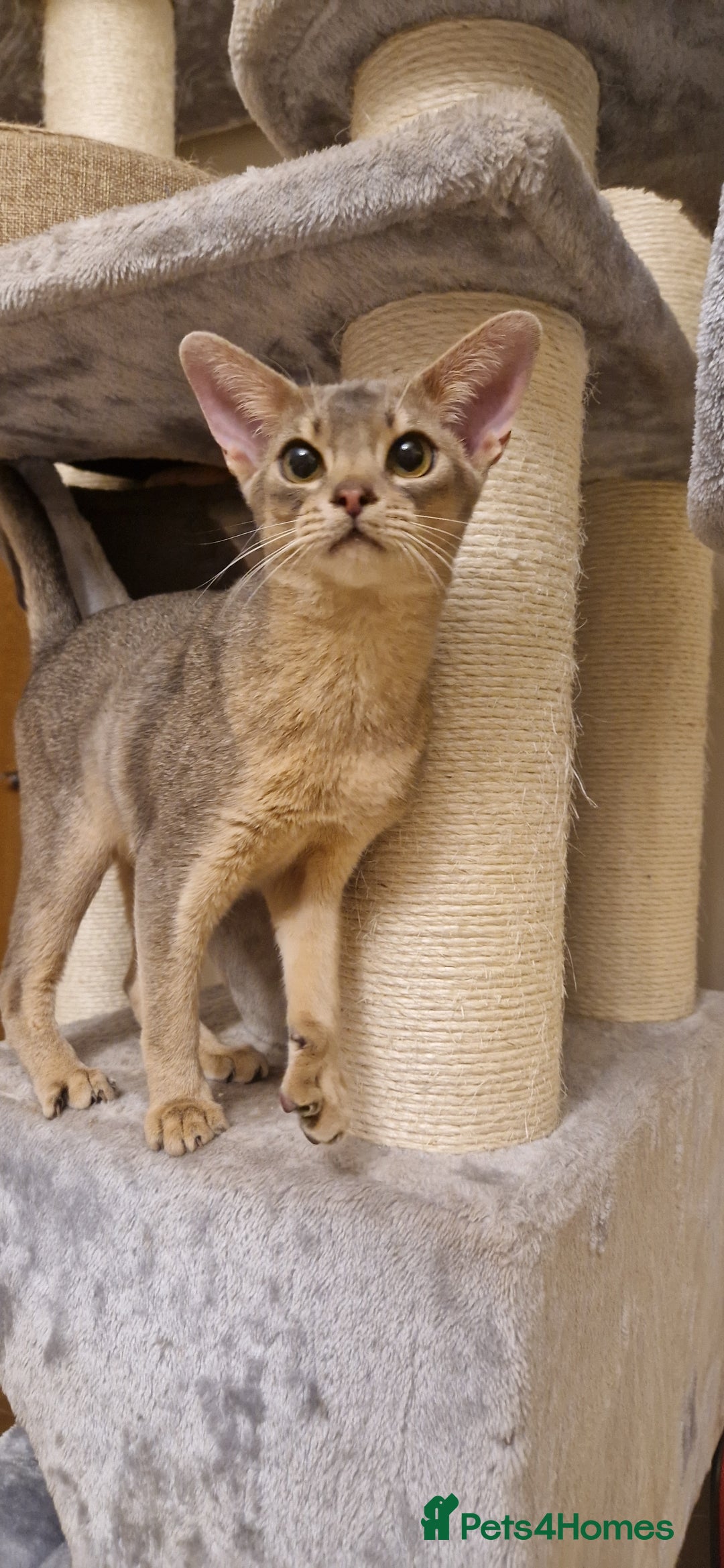 Abyssinian cats for sale: Beautiful blue boy 💙 - Image 8