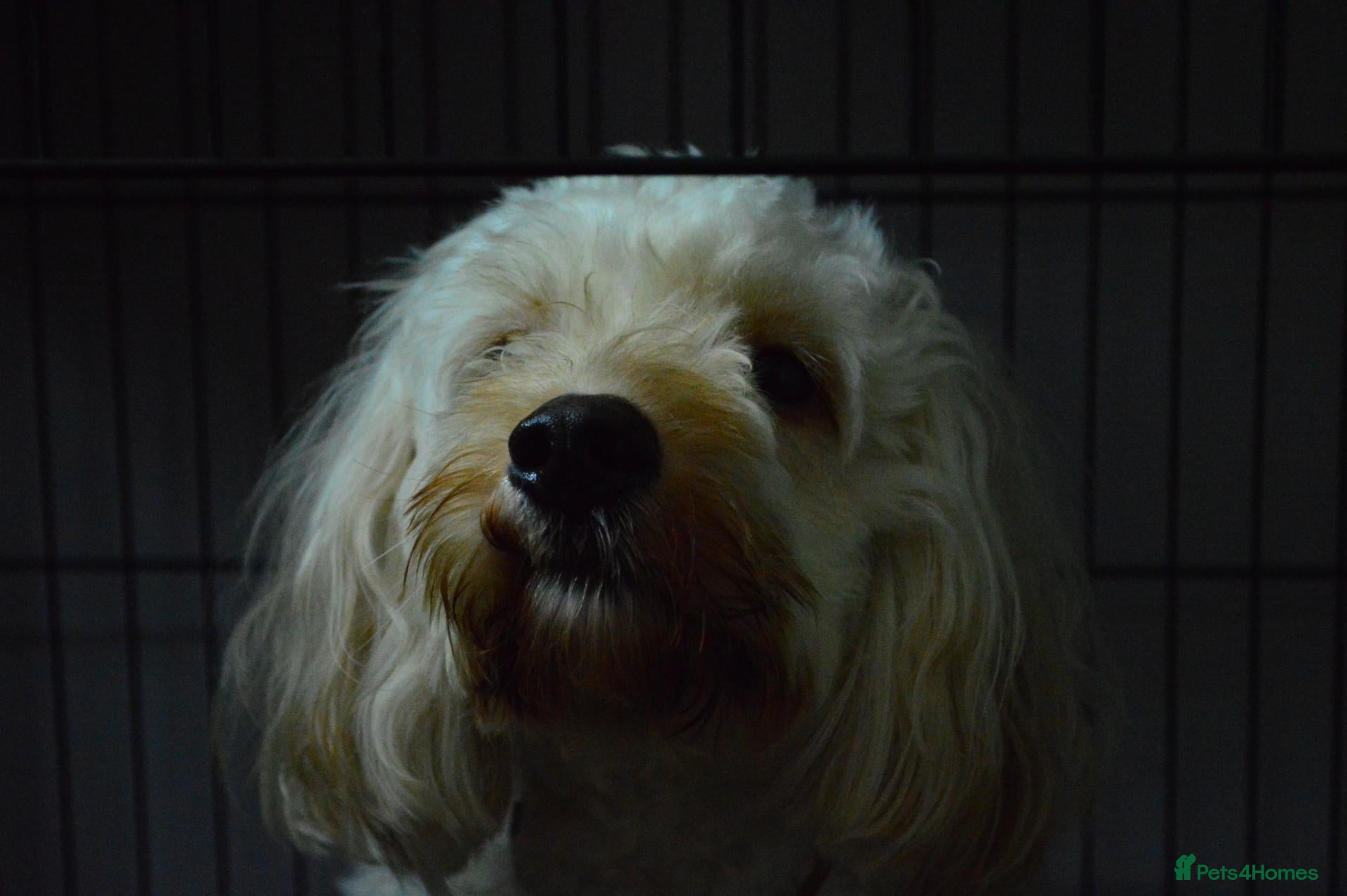 Cockapoo dogs Loving, gentle boy - Advert 1