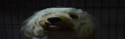 Cockapoo dogs for sale: Loving, gentle boy - Advert 1