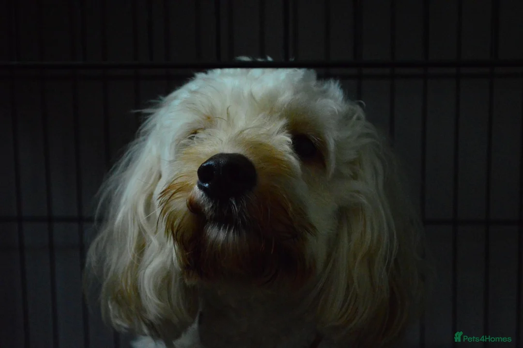 Cockapoo dogs for sale: Loving, gentle boy - Advert 1