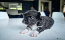 Chihuahua dogs for sale: Beautiful fluffy long haired chihuahuas - Image 11