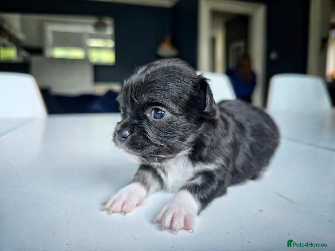 Chihuahua dogs for sale: Beautiful fluffy long haired chihuahuas - Image 11