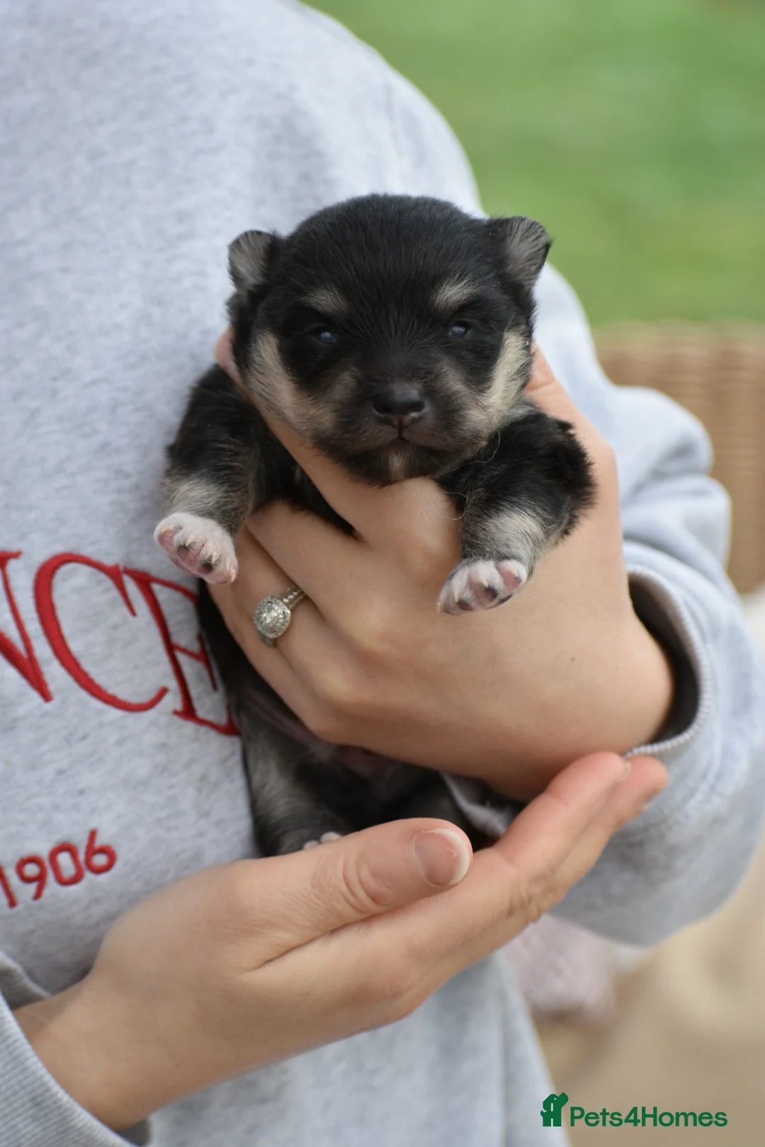 Pomsky dogs for sale: Stunning Pomsky puppies from health tested parents - Advert 22