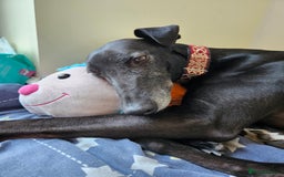 Greyhound dogs for sale: Male Greyhound for sale - Image 6